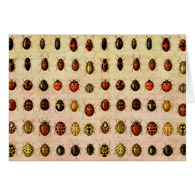 Ladybug Ladybird Beetle Insect Bug (Vorderseite (Horizontal))