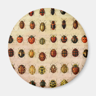 Ladybug Ladybird Beetle Insect Bug Magnet