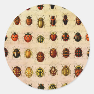 Ladybug Ladybird Beetle Insect Bug Runder Aufkleber