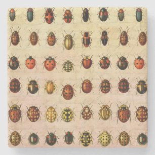 Ladybug Ladybird Beetle Insect Bug Steinuntersetzer