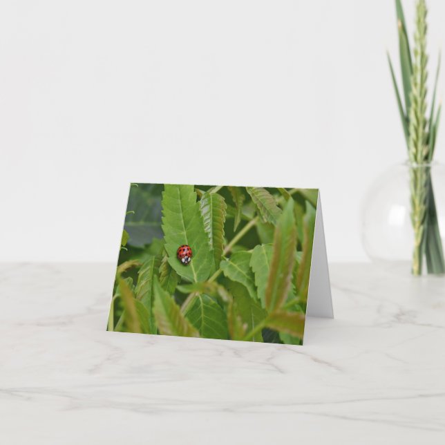 Ladybug leere Notecard. Dankeskarte (Vorderseite)