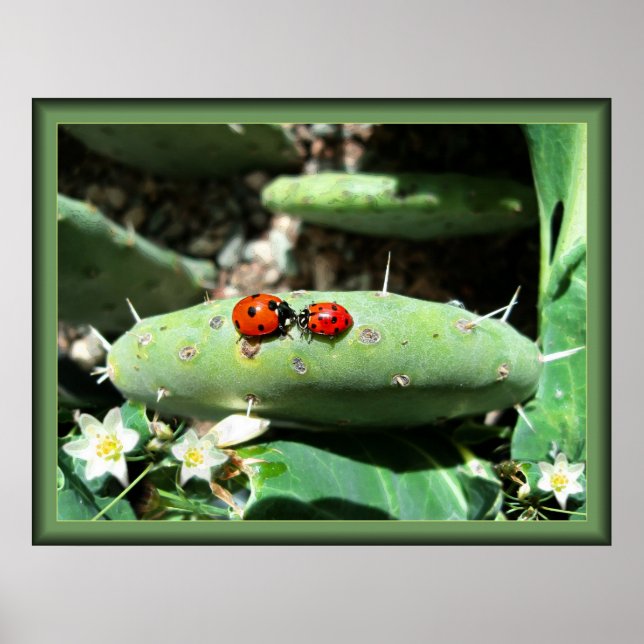 Ladybug-Liebe Poster (Vorne)