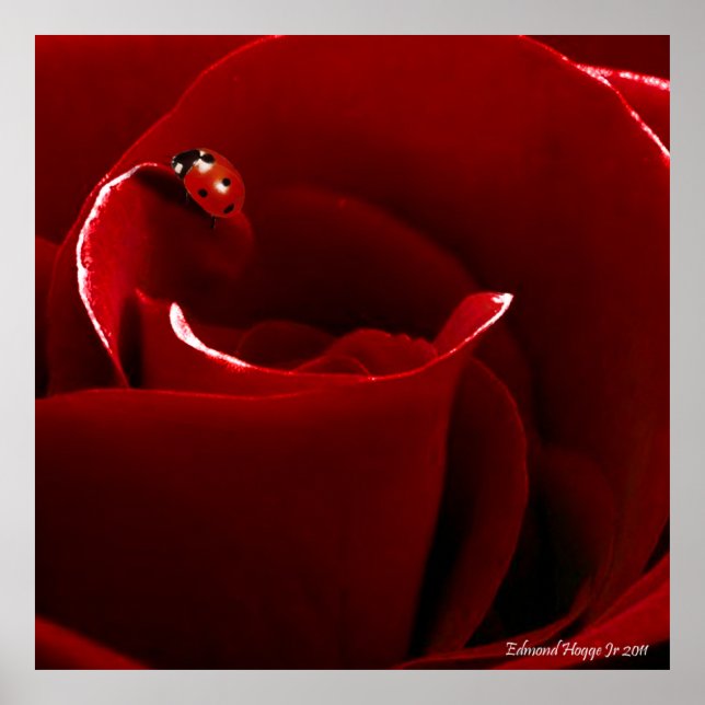 Ladybug Liebe Poster (Vorne)