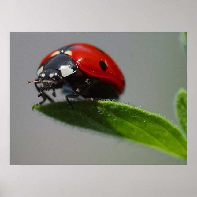 Ladybug Liebhaber Geschenke Poster (Vorne)