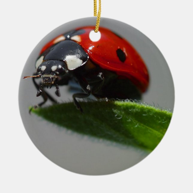 Ladybug Lovers Art Keramikornament (Vorne)