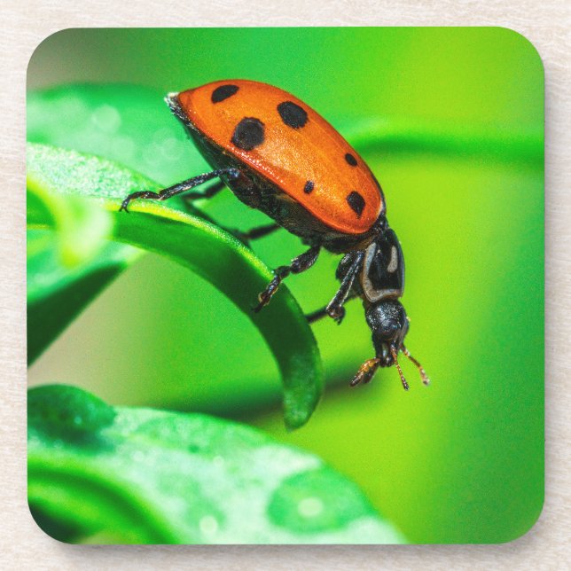 Ladybug Macro Coaster | Nature Drinkware Accent Getränkeuntersetzer (Vorderseite)