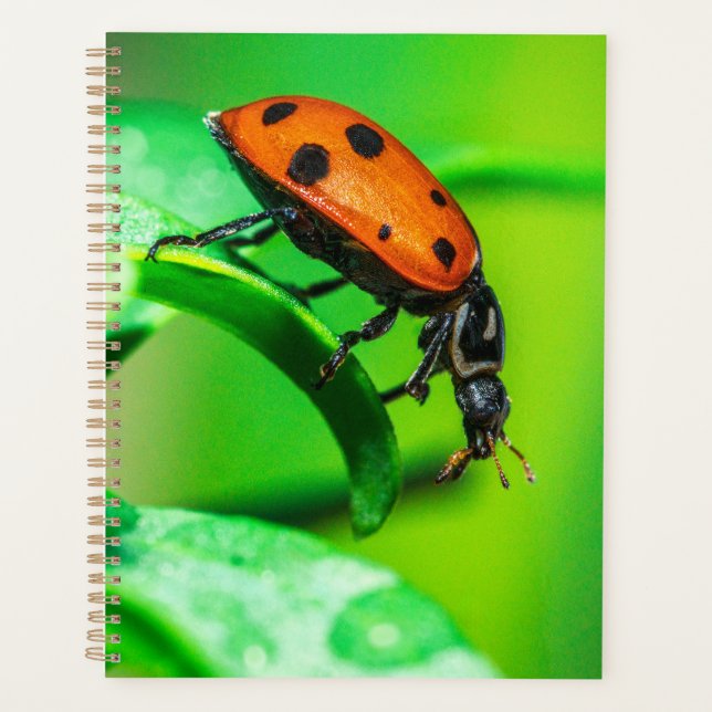 Ladybug Macro Planner Nature-Inspired Daily Notes Planer (Vorderseite)