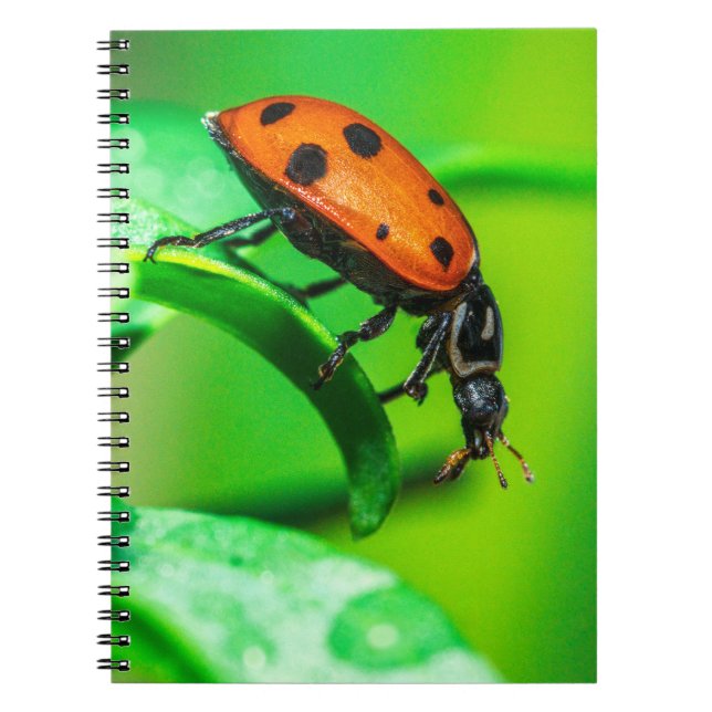 Ladybug Macro Spiral Notebook Nature Art Journal Notizblock (Vorderseite)