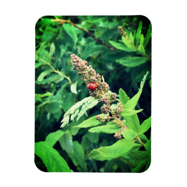 Ladybug Magnet (Vertikal)