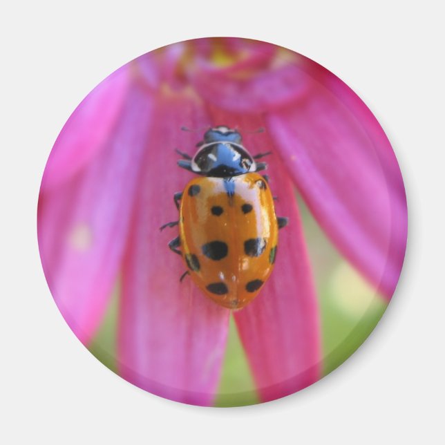 Ladybug Magnet (Vorne)