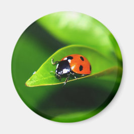 Ladybug Magnet