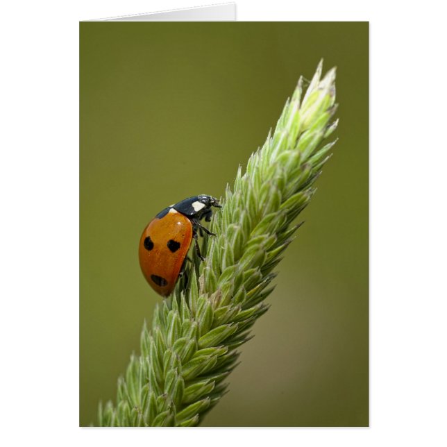 Ladybug Messenger (Vorne)