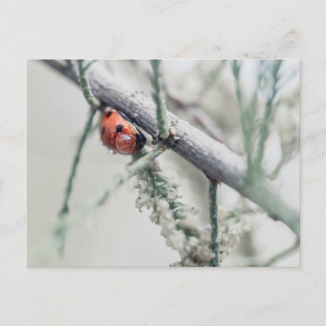 Ladybug mit Tröpfchen auf einem Zweig Postkarte (Vorderseite)