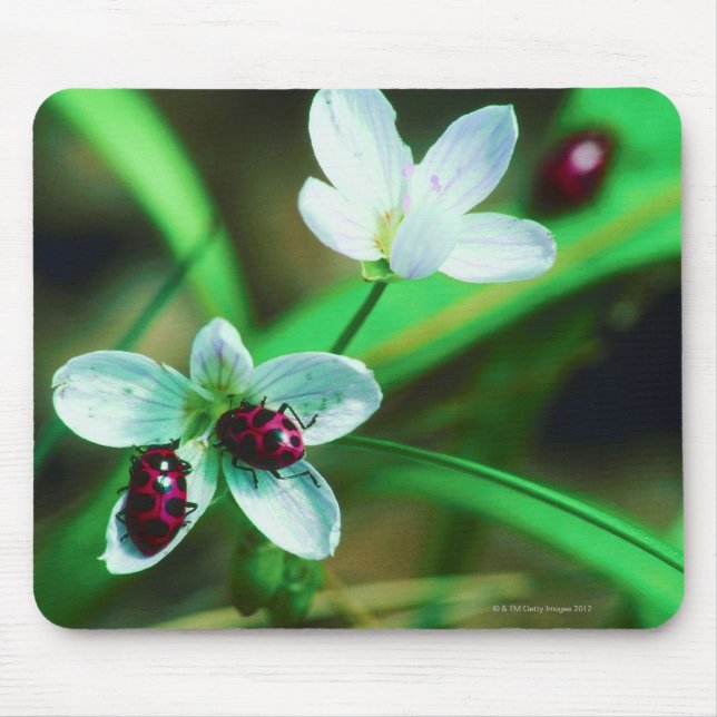 Ladybug Mousepad (Vorne)