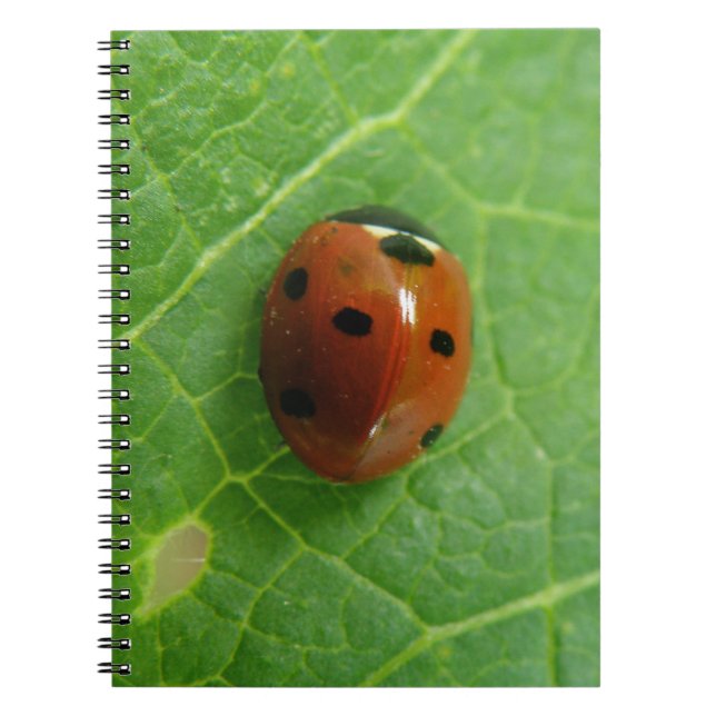 Ladybug-Notebook Notizblock (Vorderseite)