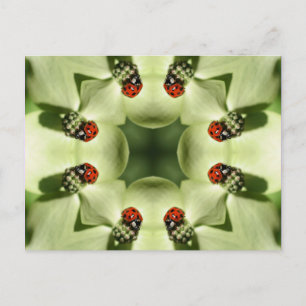 Ladybug on Blume Kaleidoskop Art Postcard Postkarte
