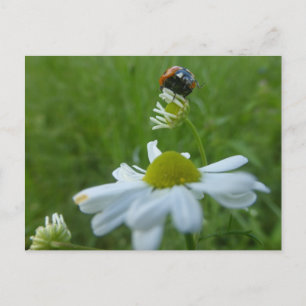 Ladybug on Daisy Blume DIY Postcard Postkarte