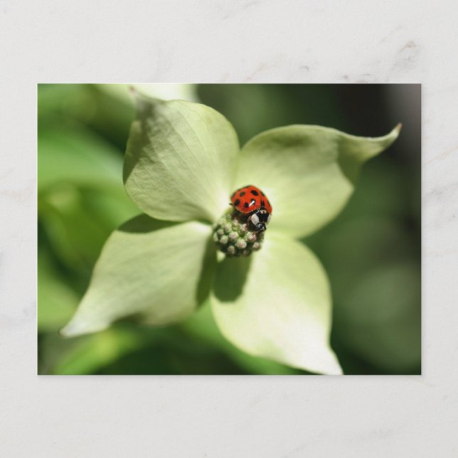 Ladybug on Dogwood Blume Nature Postcard Postkarte (Vorderseite)