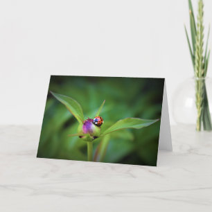 Ladybug on Peony, Karte