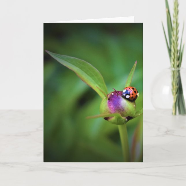 Ladybug on Peony, Karte (Vorderseite)