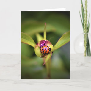 Ladybug on Peony, Karte