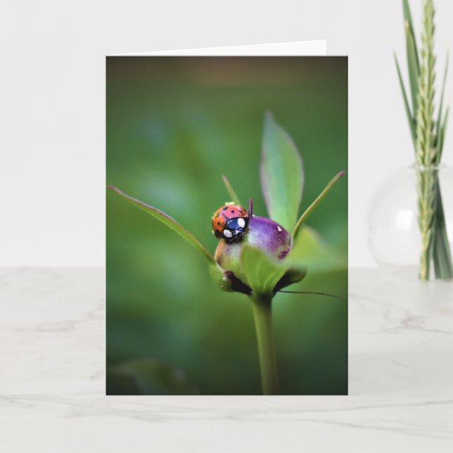 Ladybug on Peony, Karte (Vorderseite)