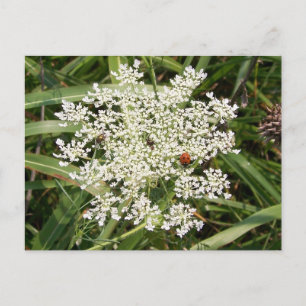 Ladybug on Yarrow Postkarte