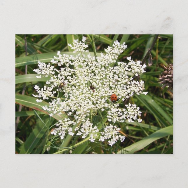 Ladybug on Yarrow Postkarte (Vorderseite)