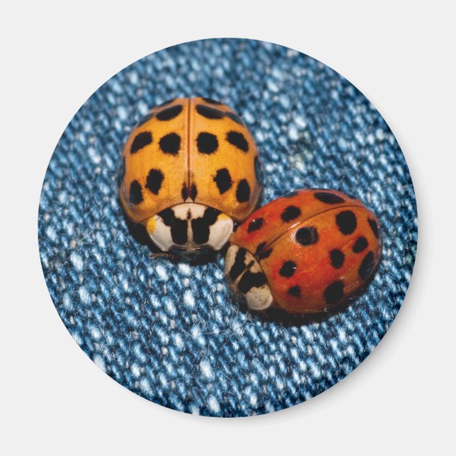 Ladybug Pair Magnet (Vorne)