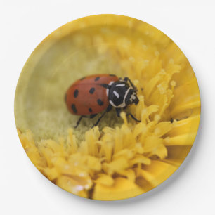 Ladybug Pappteller