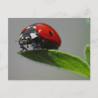 Ladybug Postcard Postkarte