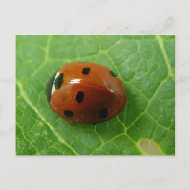 Ladybug Postcard Postkarte (Vorderseite)