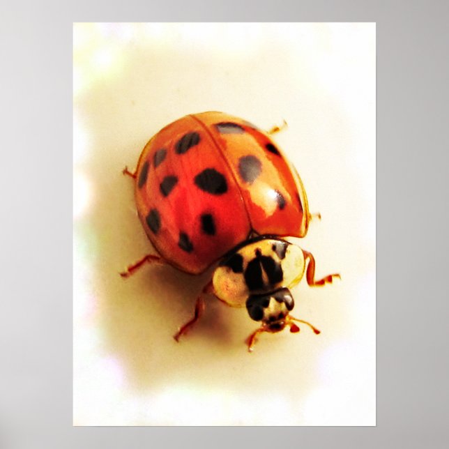 Ladybug Poster (Vorne)