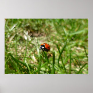 Ladybug Poster