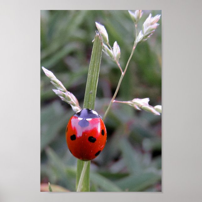 Ladybug Poster (Vorne)
