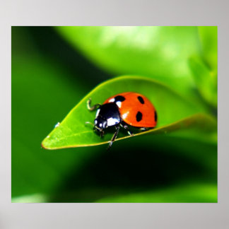 Ladybug Poster