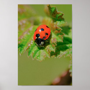 Ladybug Poster