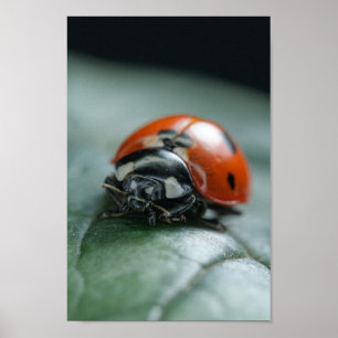 Ladybug Poster