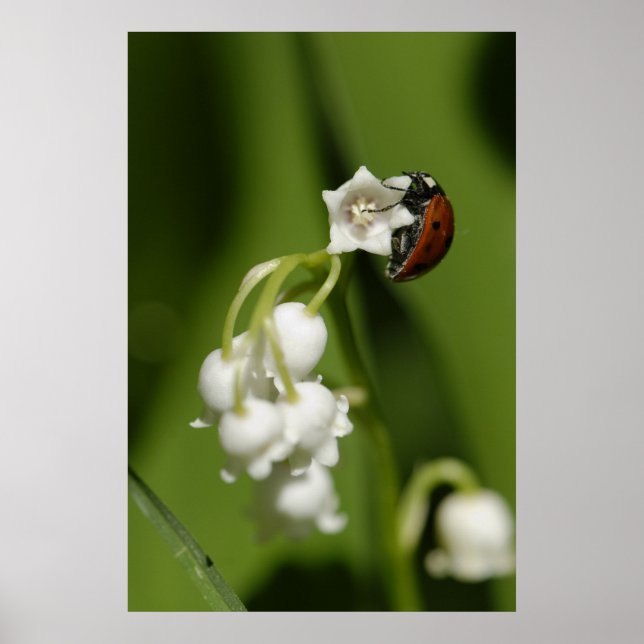 Ladybug Poster (Vorne)