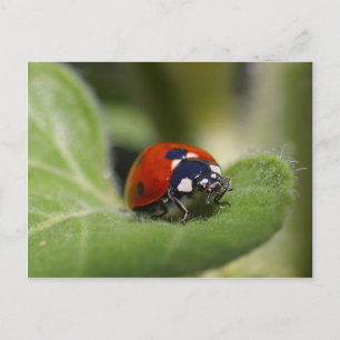 Ladybug Postkarte