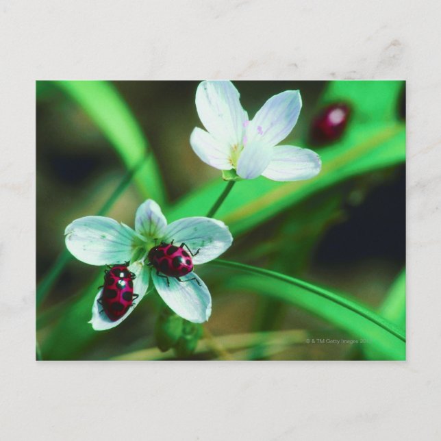 Ladybug Postkarte (Vorderseite)