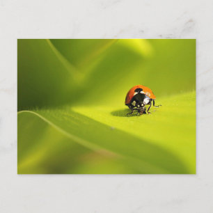 Ladybug Postkarte