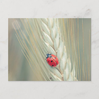 Ladybug Postkarte