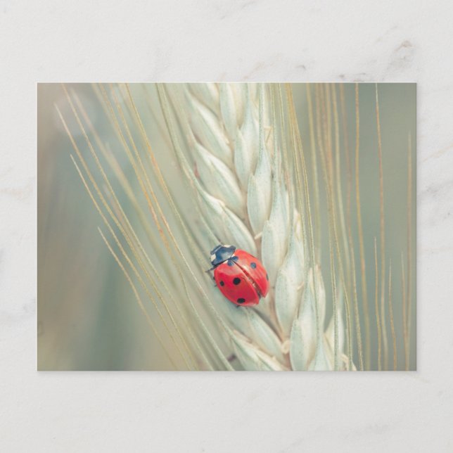 Ladybug Postkarte (Vorderseite)