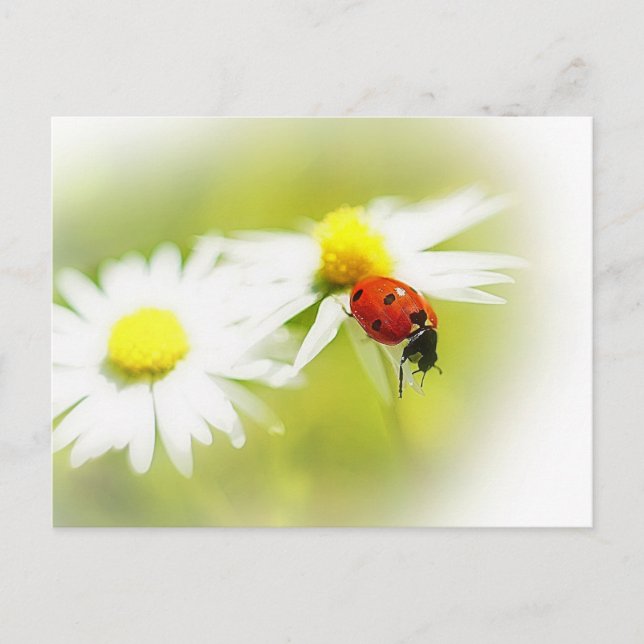 Ladybug Postkarte (Vorderseite)