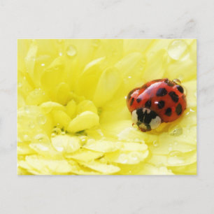 Ladybug Postkarte