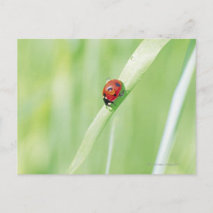 Ladybug Postkarte