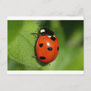 Ladybug Postkarte