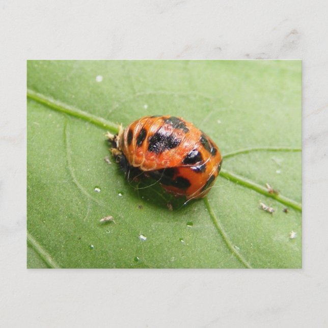 Ladybug Pupa ~ postcard Postkarte (Vorderseite)