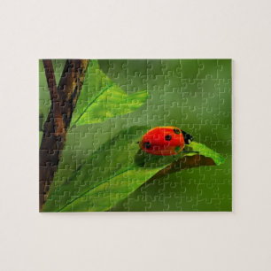 Ladybug Puzzle